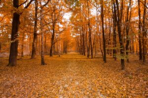 foresta umbra autunno 2022